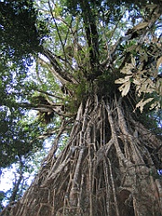 CairnsTC419 Cathedral Fig Tree